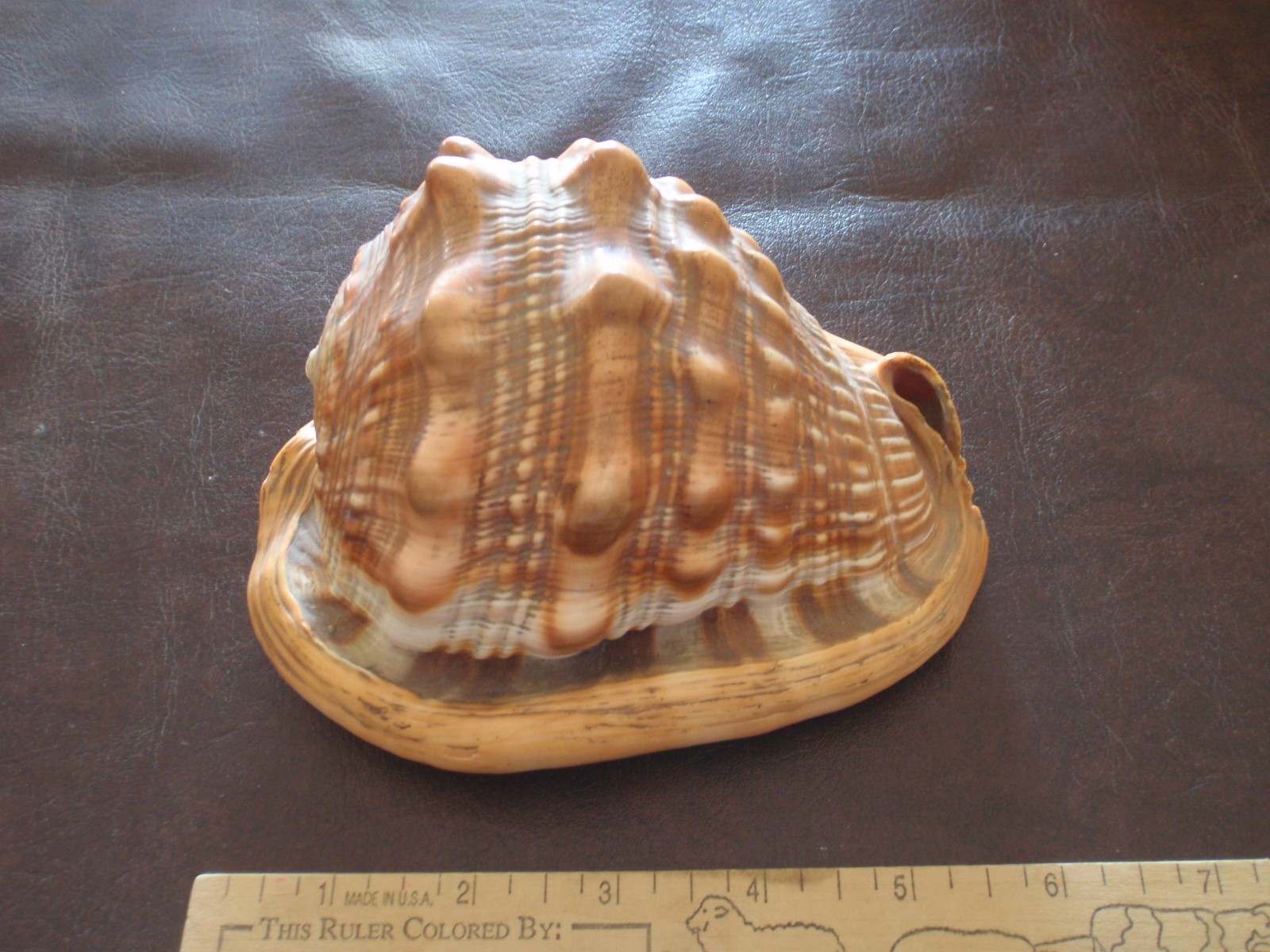 Vintage conch shell--listen to the sea!