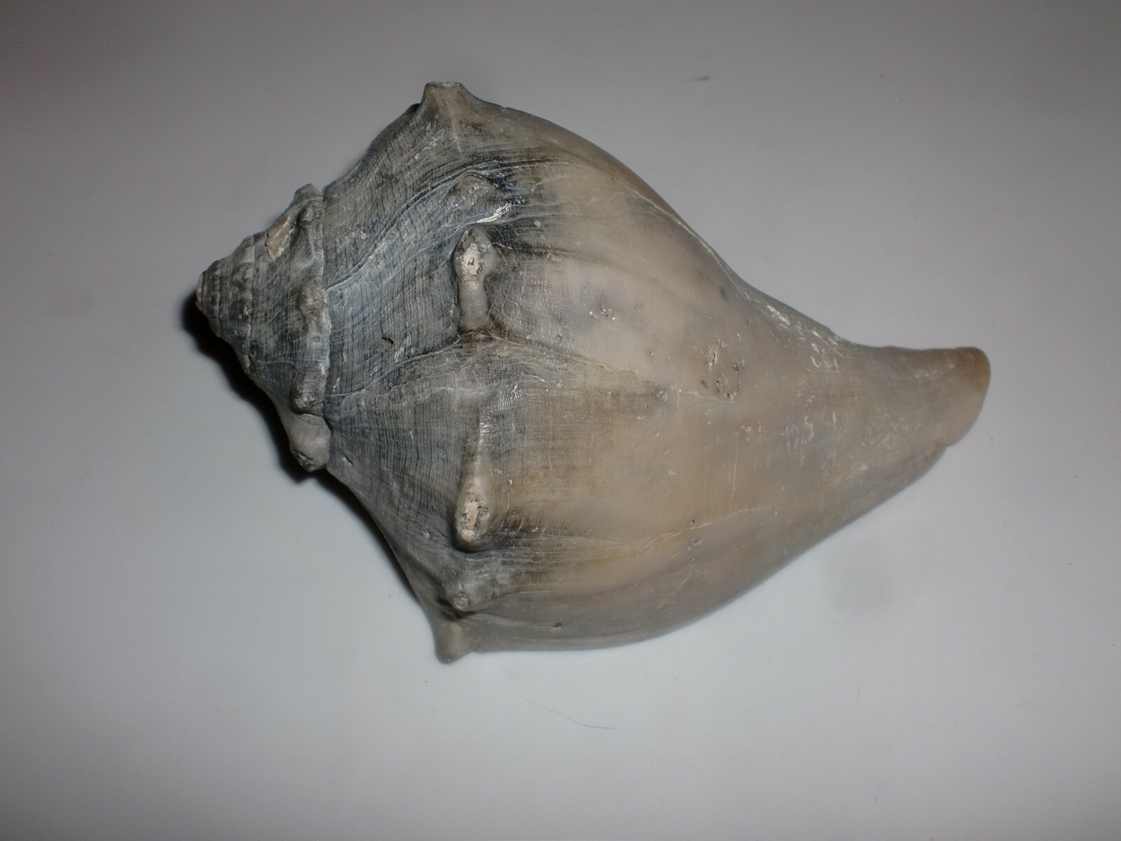 Unusual Fossil Ocean Conch Sea Shell Nautical Beach Decor Petrified 5 1/2