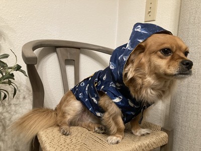 LUCY & CO REVERSIBLE DOG RAIN COAT, SHARK ATTACK, BLUE /YELLOW   MANY SIZES *NWT