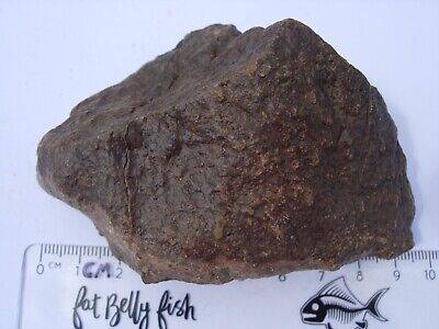 263.3 grams NWA xxx unclassified as found individual stoney Meteorite with a COA