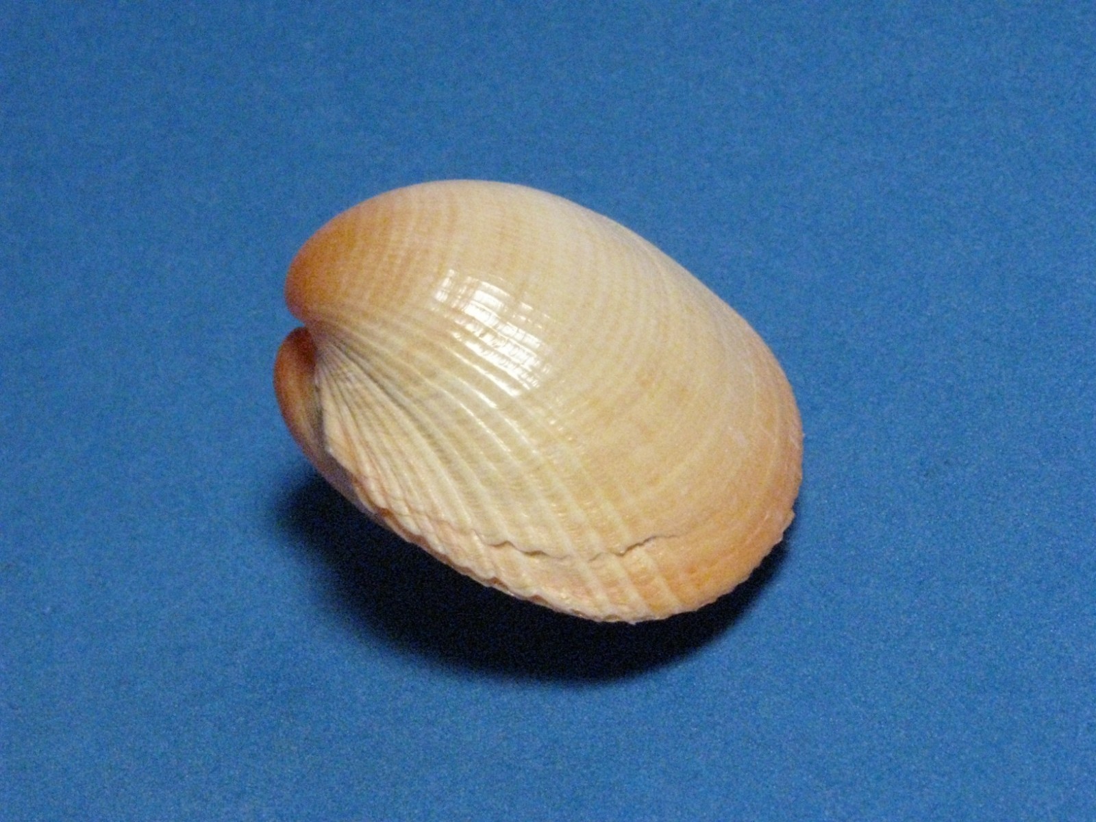 Fulvia subquadrata (Vidal & Kirkendale, 2007) 