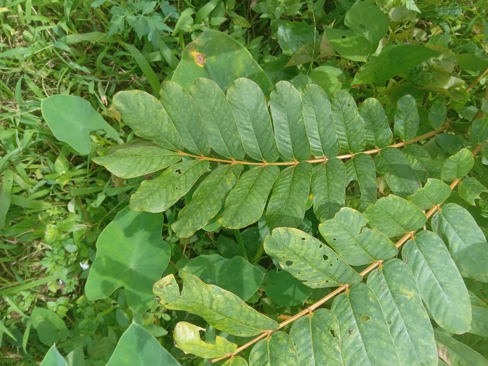 Ringworm Candle Bush