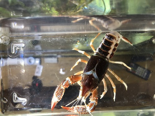 8 (1”+) Ghost Crayfish