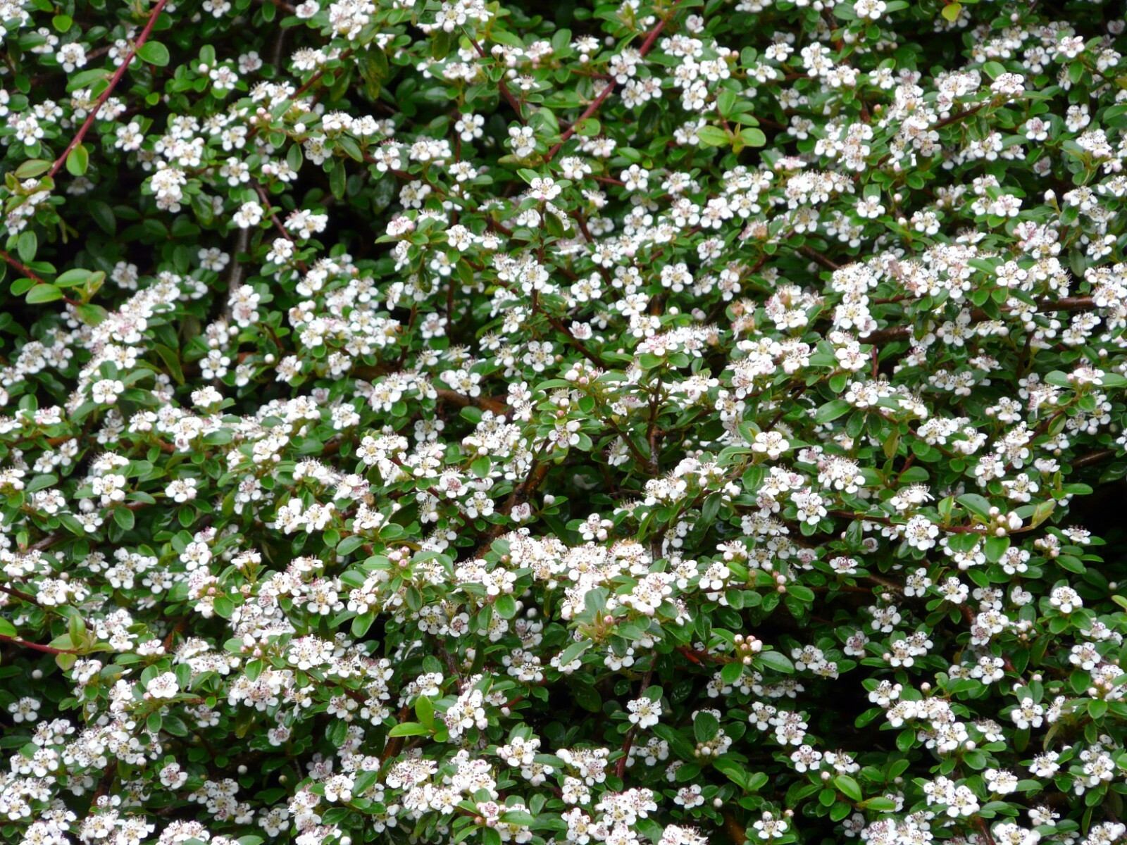 Live Bearberry Cotoneaster-Cotoneaster dam Streib's Findling Plant Fit 1 Gal Pot