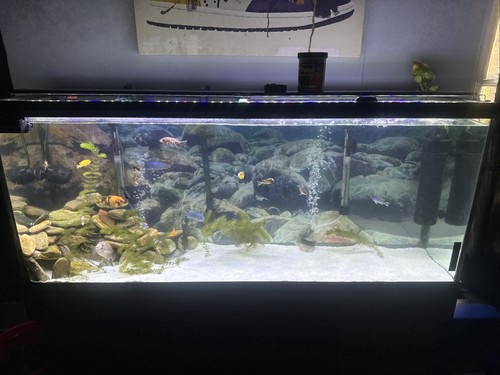 Foto dell'oggetto di un acquirente verificato