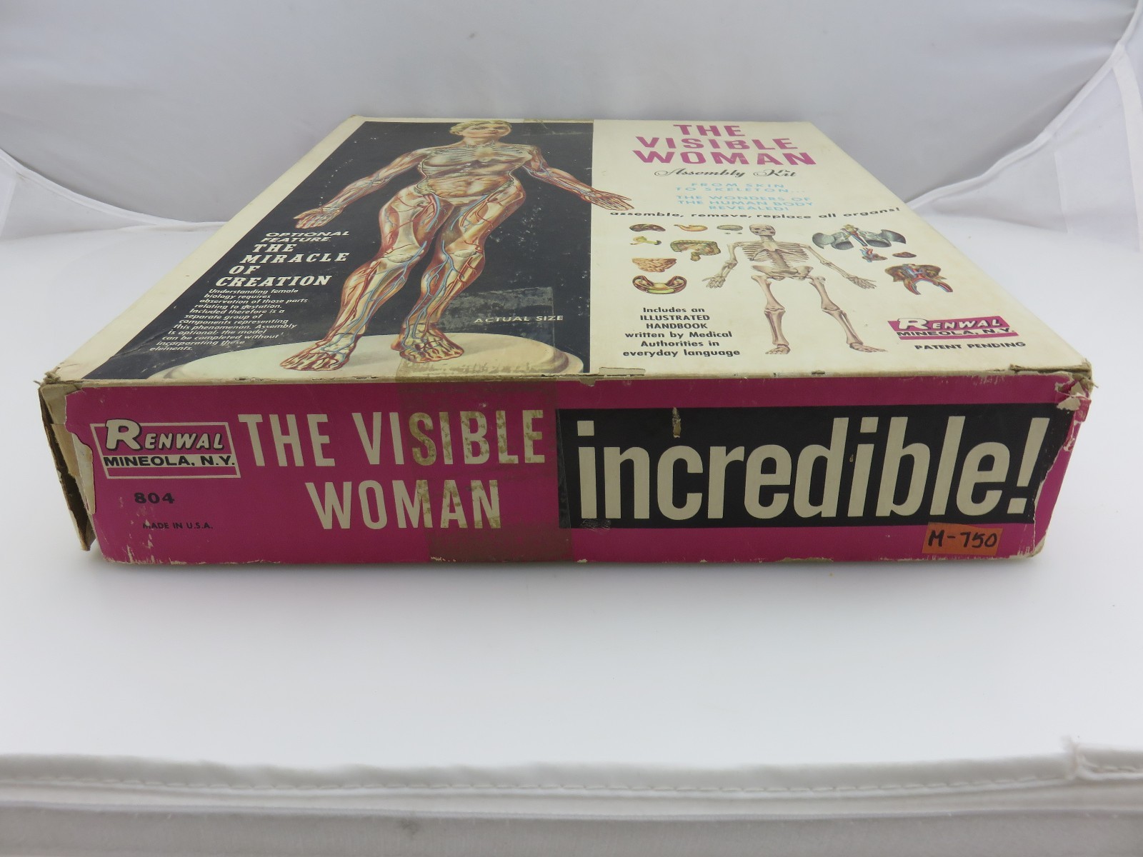 Renwal THE VISIBLE WOMAN Plastic Assembly Model Kit 804 STARTED Vintage