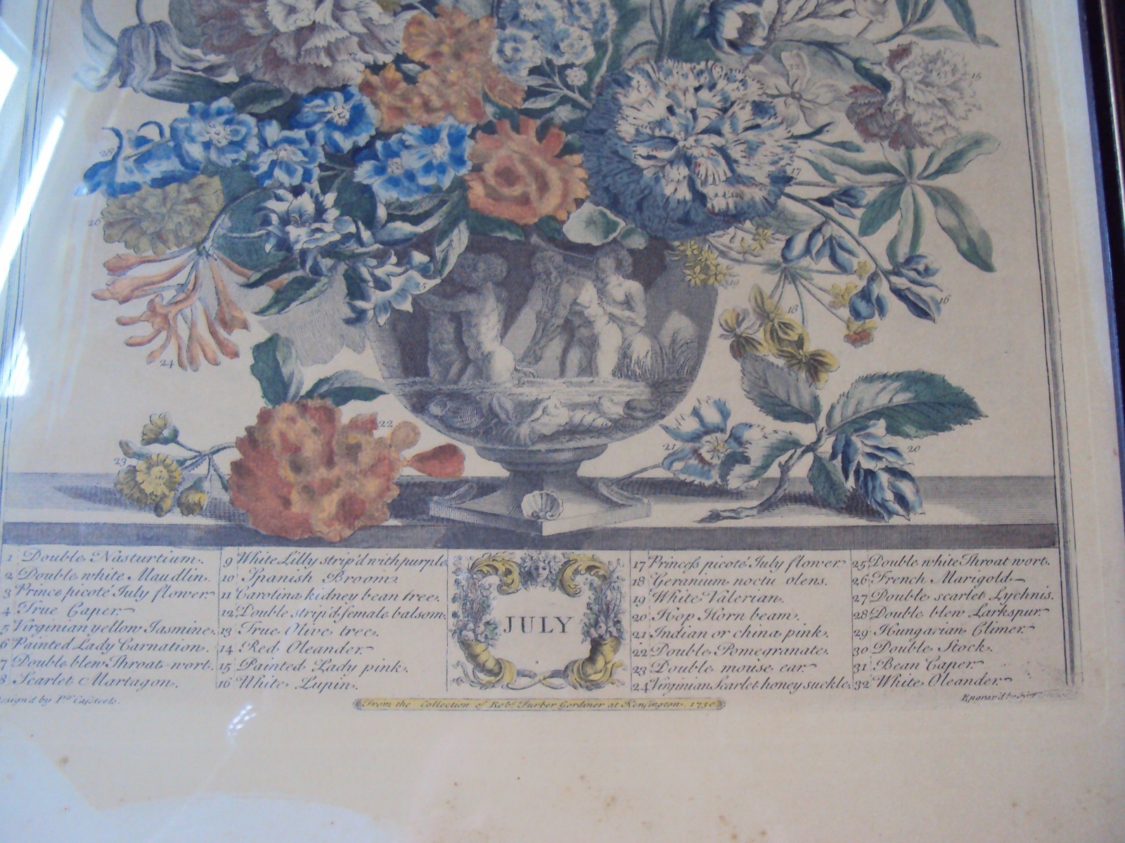 1730 TWELVE MONTHS OF FLOWERS,JULY LITHOGRAPH PLATE, BY ROBERT FURBER,GARDINER
