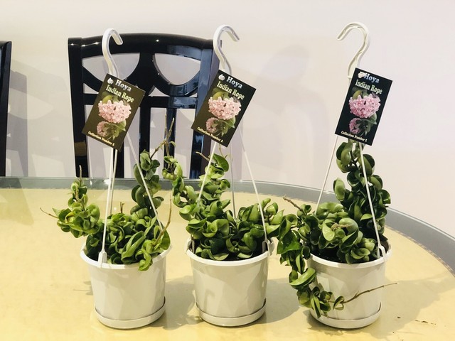 ESTABLISHED HOYA/INDIAN ROPE /HINDU ROPE PLANTS IN HANGING BASKETS! 🌱