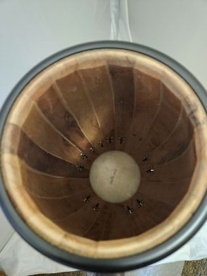 Gon Bops Mariano Quinto 10.75" Conga Drum Mahogany Stain +Ship Authorized Dealer