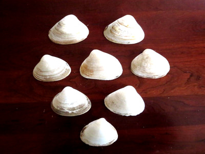 8 Large 4'' - 5'' Natural Clam Shells Atlantic Maine Sea, Aquariums, Decor, Crafts