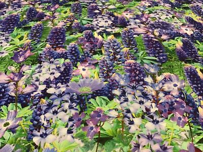 Fabric Lupines & Purple Flowers 2434, sold by the yard