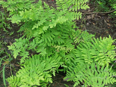 Royal Fern 12 Plants in 3-1/2 inch Pots