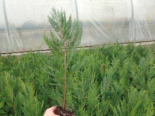 1 Leyland Cypress Tree Starter Tree Quart container 2ft Tall Live Plant Living