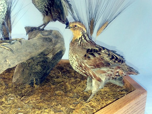 bobwhite Quail Taxidermy 3 Bird Centerpiece Large Display.