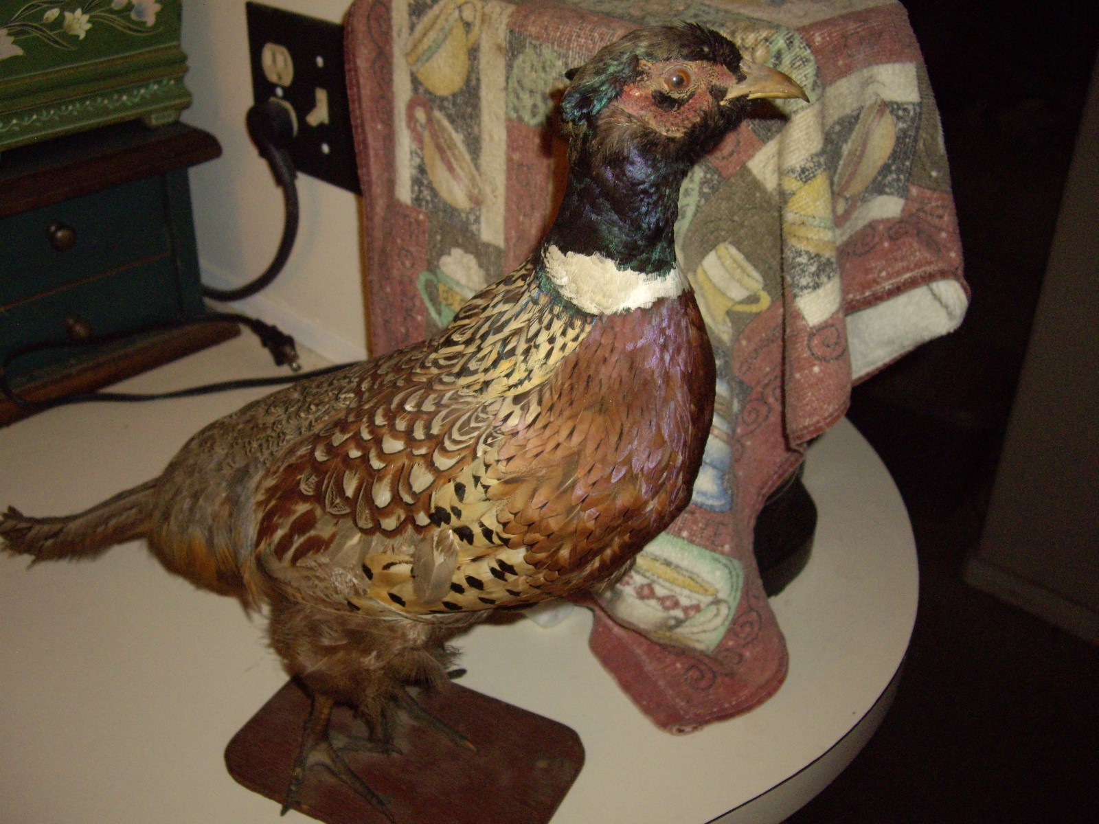 Ringneck Pheasant Taxidermy Bird Mounted Hunting Decor