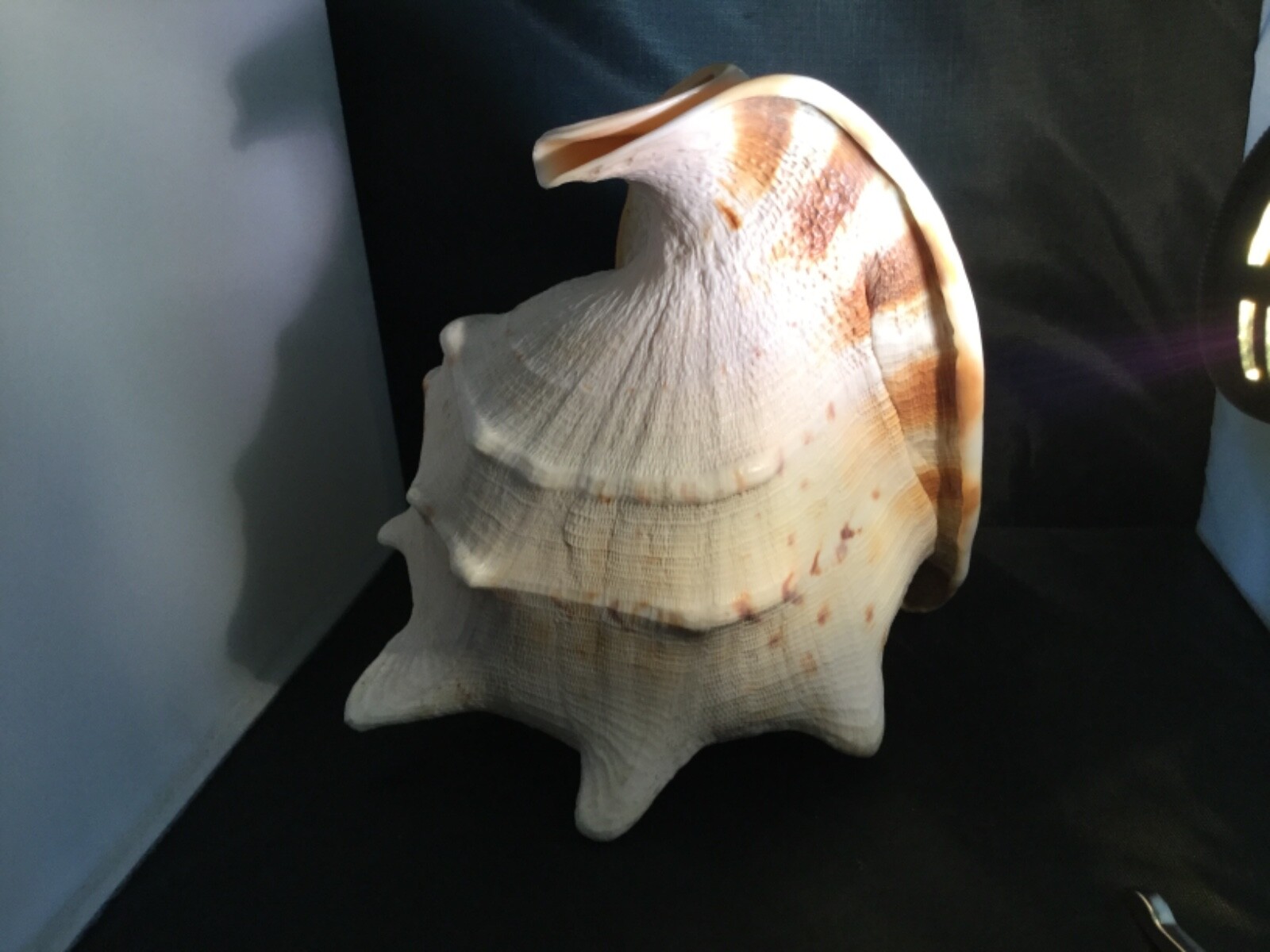 Large Whelk sea shell, 11 tall, girth 24”
