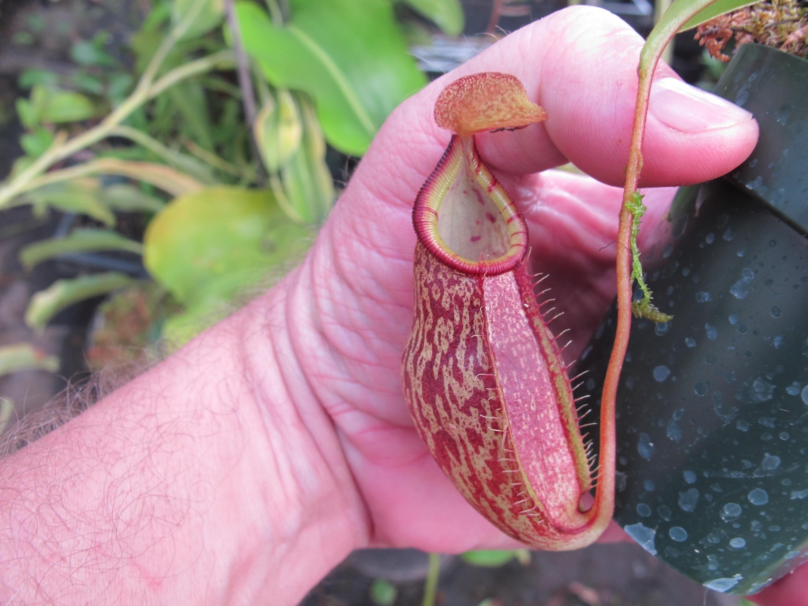 Carnivorous Nepenthes Hybrid Spectabilis x Talangensis BE-3769 Scarce W51