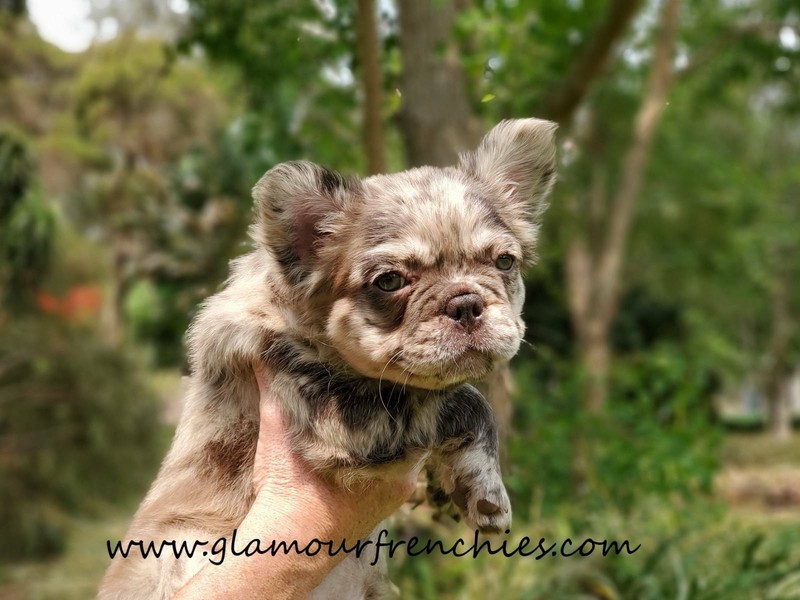 Fluffy Chocolate Merle Carry Blue Female French Bulldog Puppy
