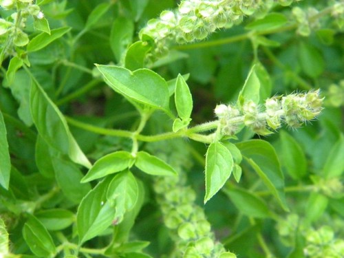 Lemon Basil Seeds, Lao Basil, Manglak, NON-GMO, Variety Sizes, FREE SHIPPING