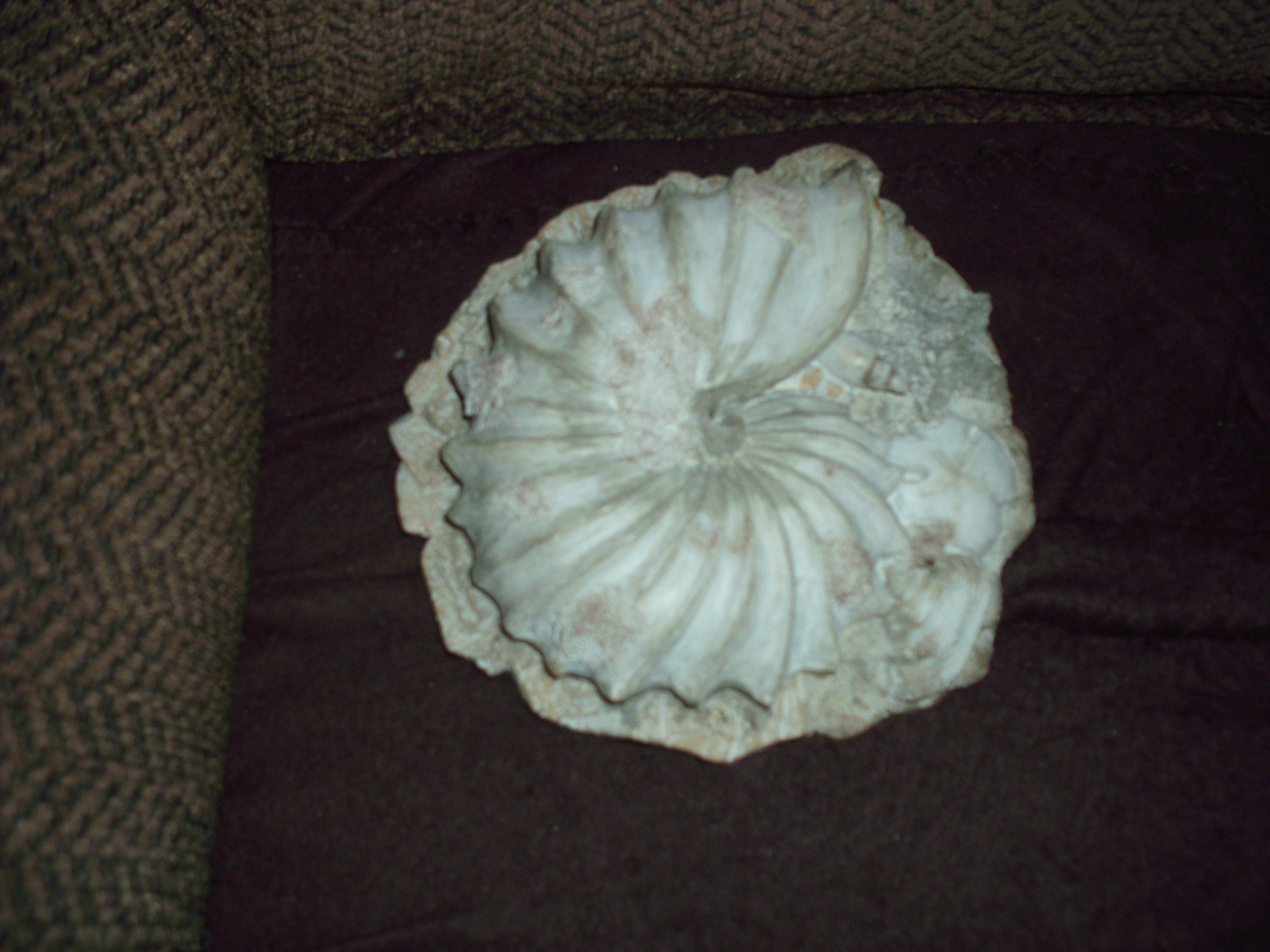 three pcs. seashell wall hanging