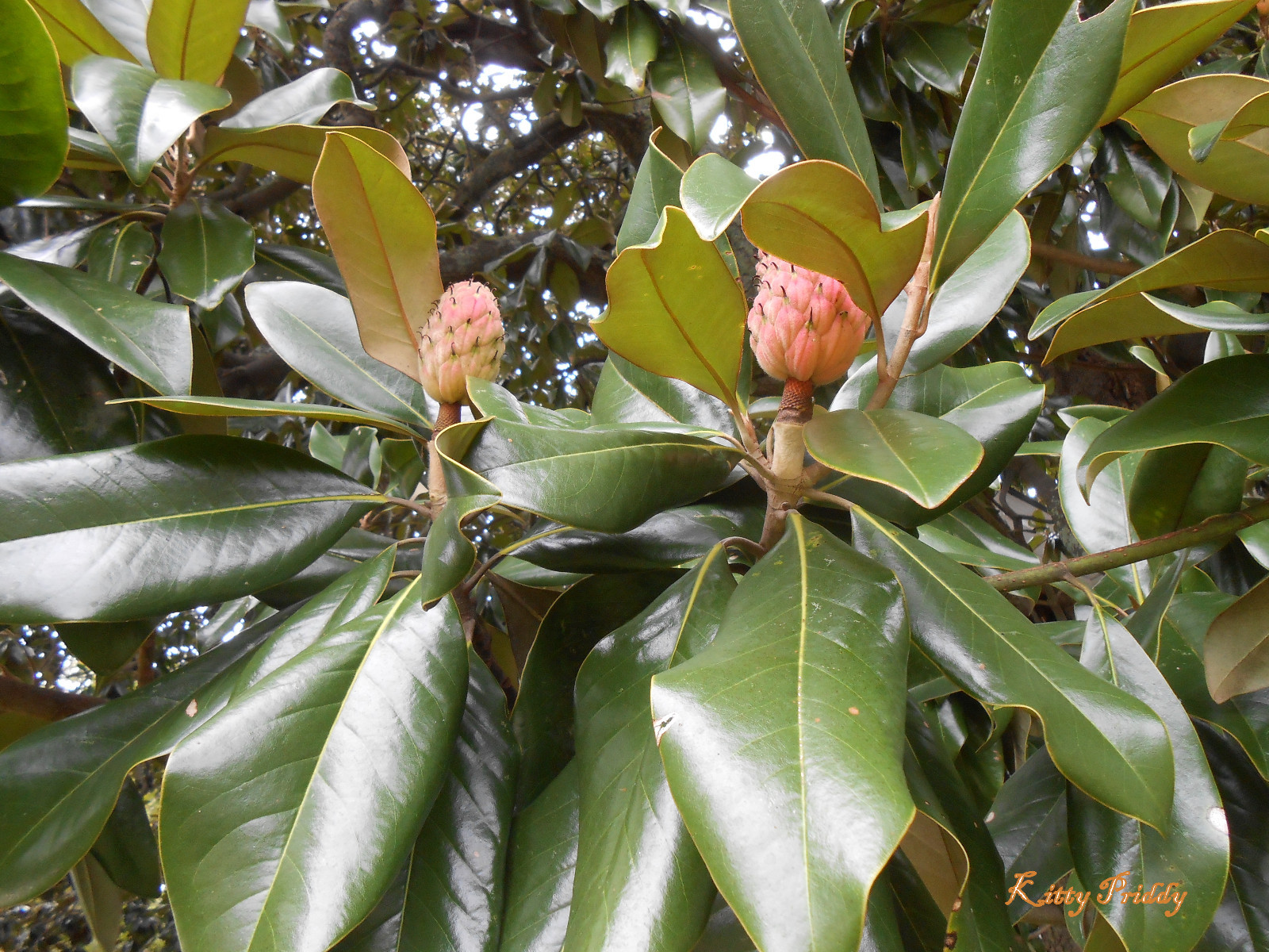 1 Southern Magnolia grandiflora seedling 3