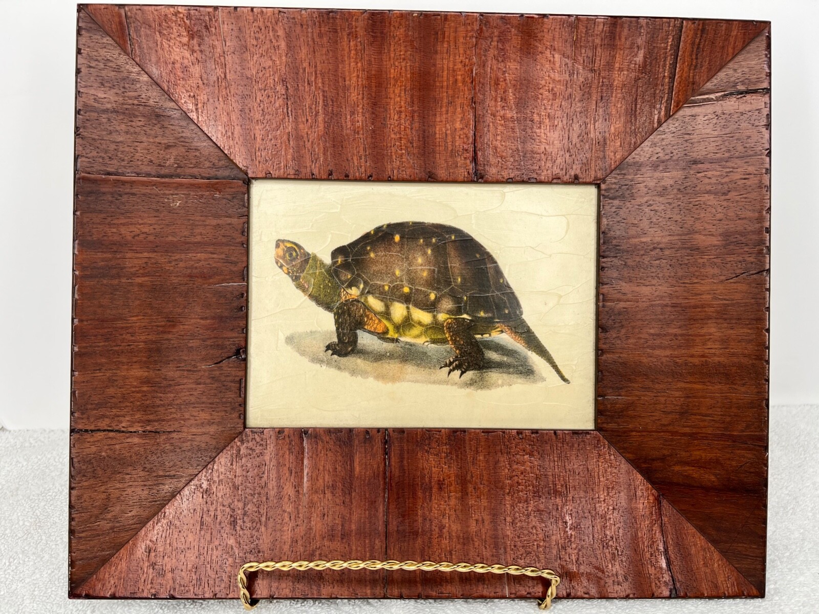 ★Original ART ‘Turtle’ Turtle Art Print - Framed Art from Studio Antique - Antique