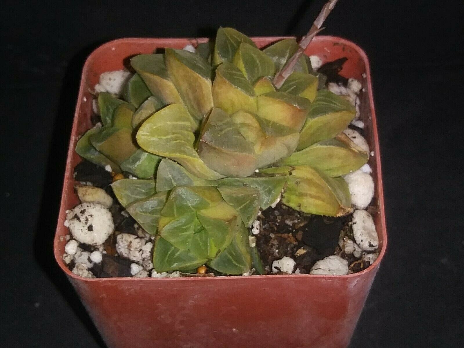 Haworthia retusa variegata exotic aloe gasteria succulent