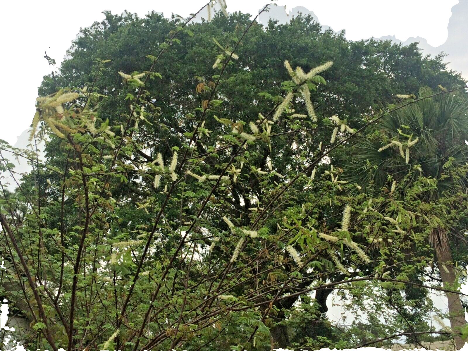 Mimosa Tenuiflora Seeds Pods - 15 Seeds - 2024 Season