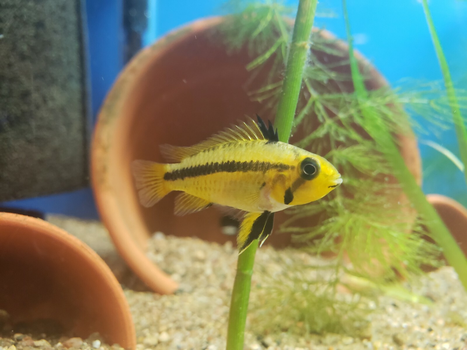 Group of Apistogramma Cacatuoides Double Red Live Freshwater Aquarium Fish