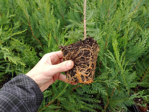 1 Leyland Cypress Tree Starter Tree Quart container 2ft Tall Live Plant Living