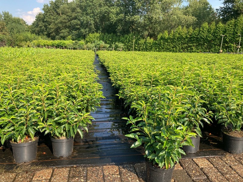 10st. Portugiesischer Kirschlorbeer 60-80cm Im Topf Prunus Lusitanica Hecke