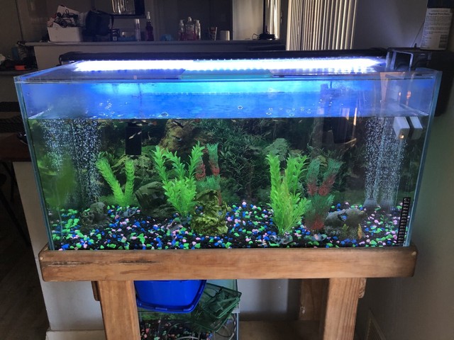 kmart fish aquarium