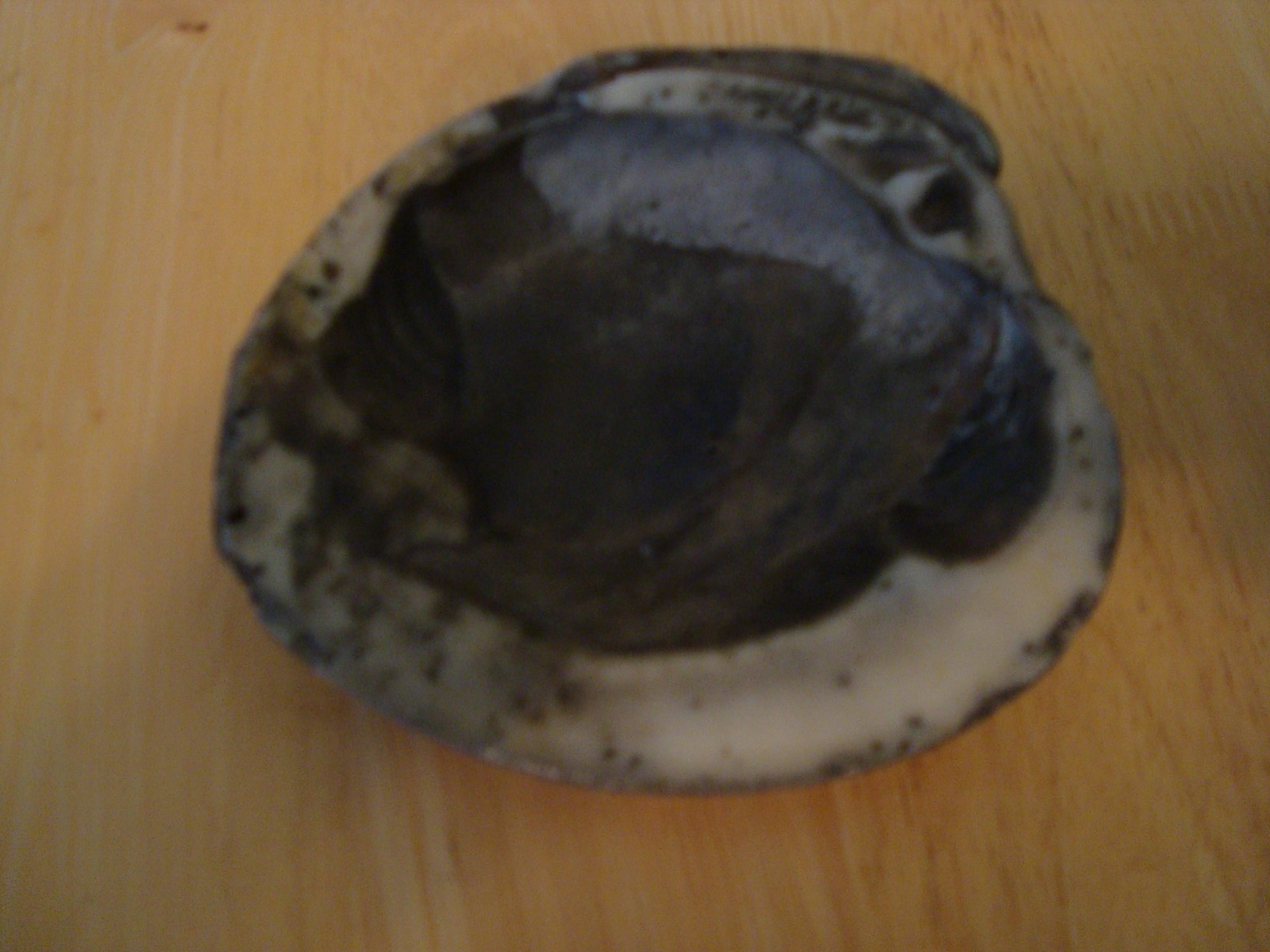 Purple Venus Clam Sea Shell 4 1/2