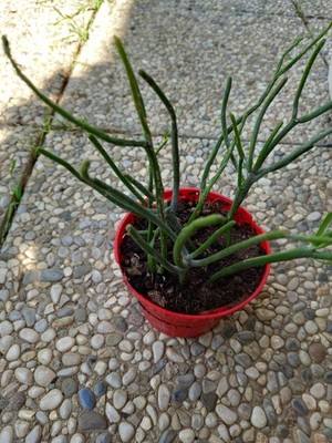 Foto dell'oggetto di un acquirente verificato