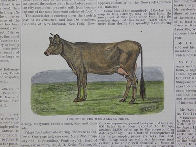 The Cultivator & Country Gentleman, in-text illustration #33 Jersey Heifer