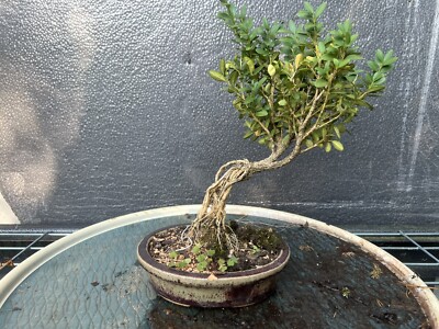 Exposed Root Kingsville Boxwood Bonsai 10 Years Old 9  Tall 2  Base