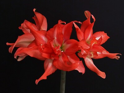 Original Hippeastrum cv. 'Espelette'  1 bulb
