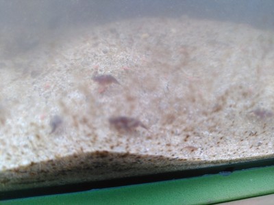 經驗證買家提供的物品圖片