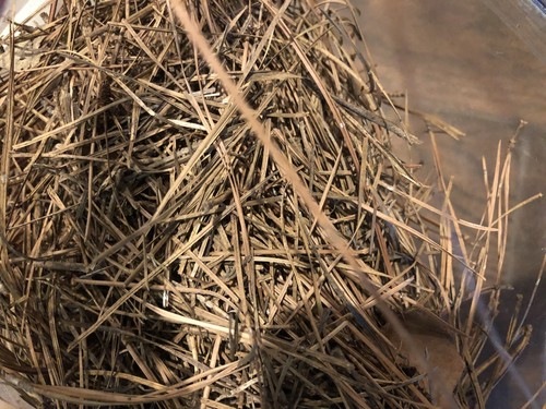 Pine Straw 2 Gallon Bag Full Of Misc Pine Straw *PLEASE READ DESCRIPTION*