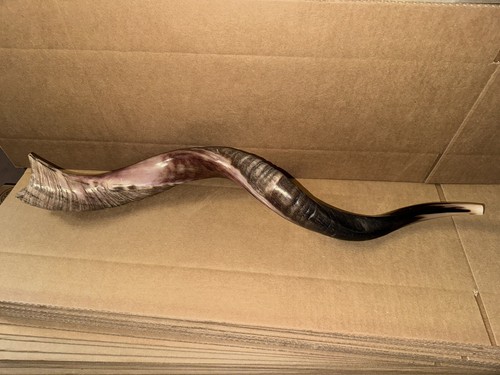 Shofar Yemenite Kudu Horn XL 31''- 41'' New KOSHER+Free Odor Spray Free Shipping