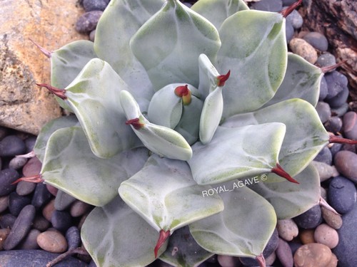 Agave isthmensis f.inermis mediopicta 中斑 Agave isthmensis f.inermis mediopicta 中斑 Agave isthmensis