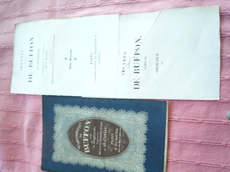 Buffon 1836 Vignette Sur Acier Oiseaux 3 Pl 178 Le Chipeau Le Tadorne