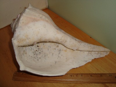 Lightning Whelk 13