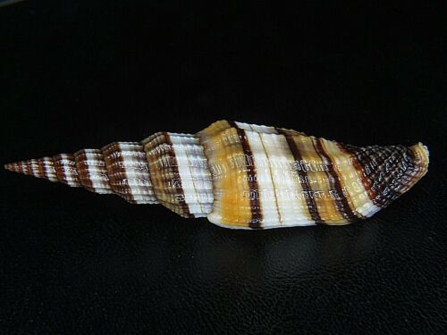 VEXILLUM CITRINUM: COLORFUL PATTERN @ 64.2MM-COLORFUL INDIAN OCEAN FORM!