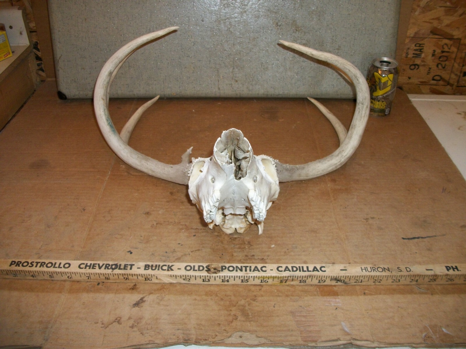 WIDE TALL 8 PT WHITETAIL deer rack SKULL antler horn taxidermy european MOUNT