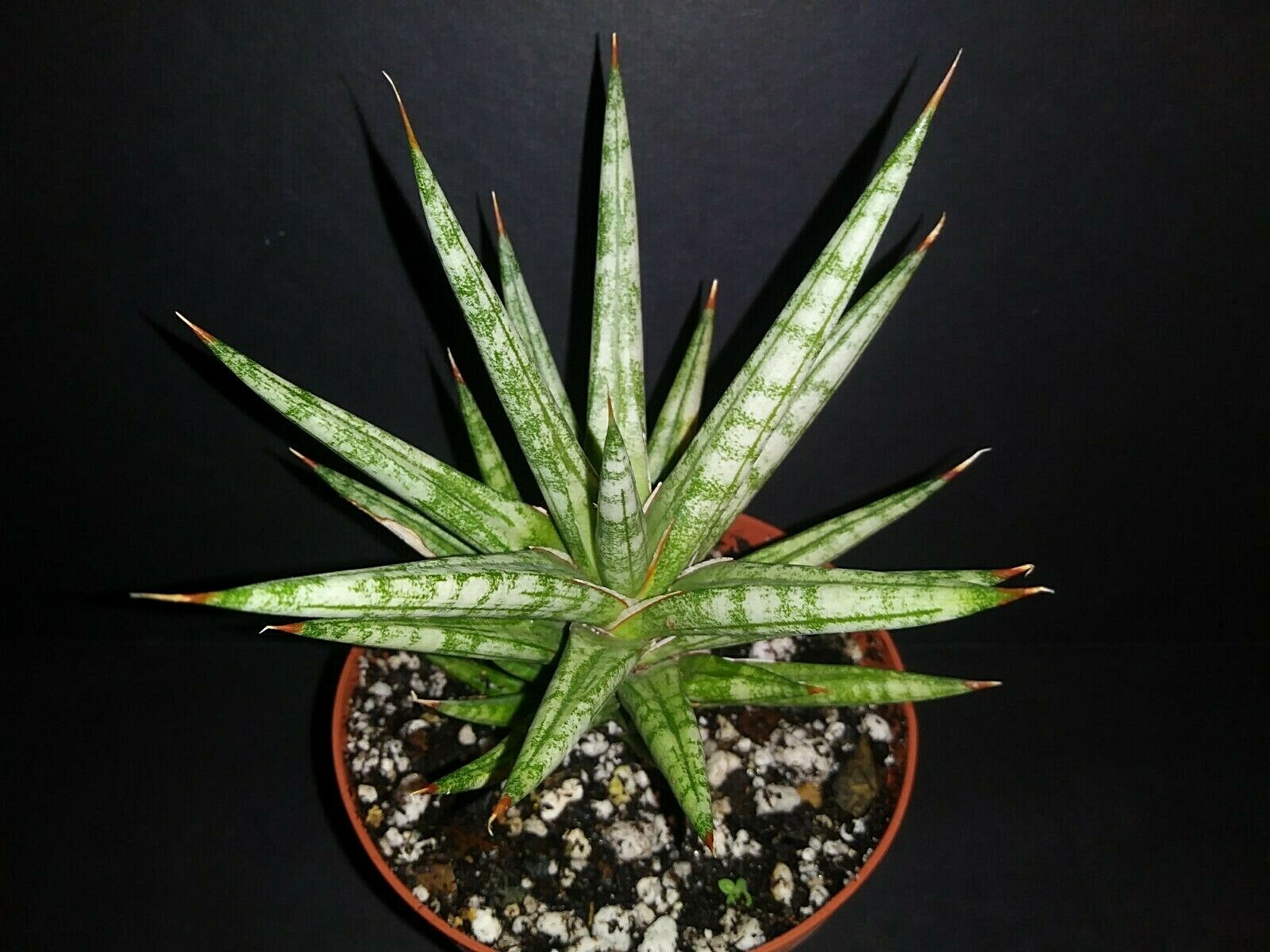 Sansevieria Francisii