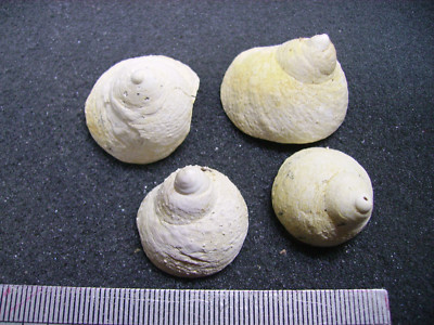 073.01 B - CALYPTREA APERTA - FOSSILE DU BASSIN PARISIEN