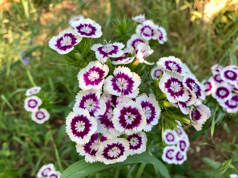 20 Graines Oeillet Du PoÃ¨Te PanachÃ© Blanc / Mauve Issues De Mon Jardin Sarthois