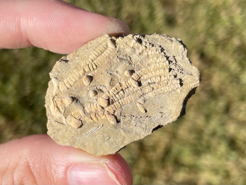 Alabama Fossil Crinoid Dasciocrinus floralis Mississippian Trilobite Age