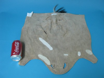 Burchell Zebra Face (19-22-G03) L26